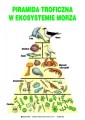Piramida_troficzna_w_ekosystemie_morza_eko
