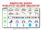 Porownanie_budowy_ukladow_kregowcow5