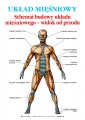 Uklad_Miesniowy_-_widok_z_przodu_anatomia1