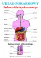 Uklad_Pokarmowy_-_Budowa_ukladu_pokarmowego_anatomia9